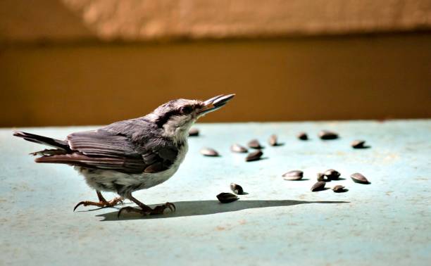 istock nuthatch holds a sunflower seed in its beak 845316634