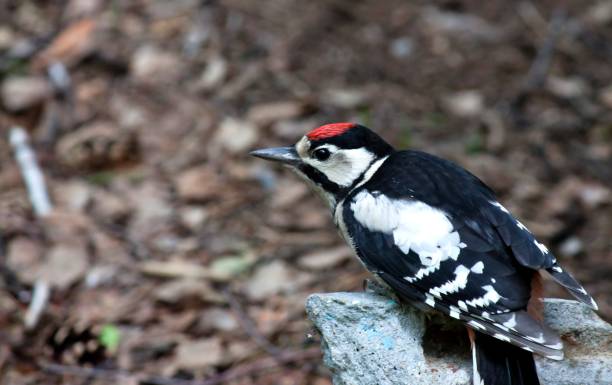 istock woodpecker sitting on a rock 845316664