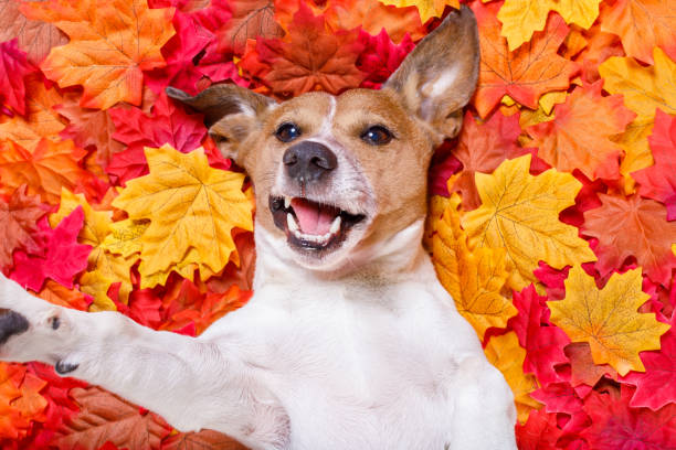 istock autmn fall leaves dog selfie 845316922