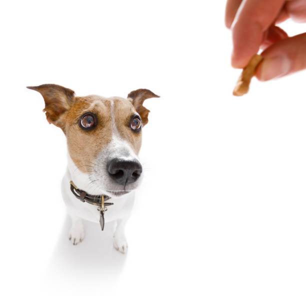 istock dog  treat with owner 845316970