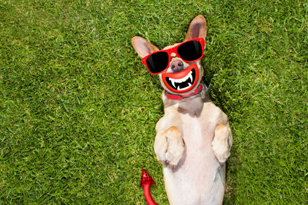 istock halloween  ghost  dog trick or treat 845317096
