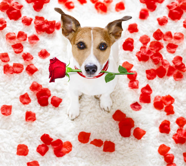 san valentino felice cane - flirting humor valentines day love foto e immagini stock