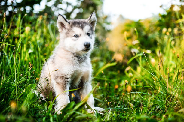 istock cute puppy alaskan malamute run on grass garden 845317428