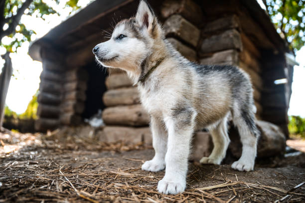 istock cute puppy alaskan malamute run on grass garden 845319576