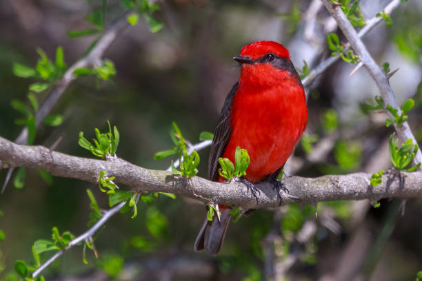 istock Prince - Vermilion Flycatcher - Pyrocephalus rubinus - Porto Alegre 845319804