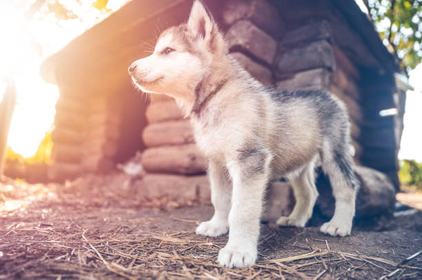 istock cute puppy alaskan malamute run on grass garden 845319976