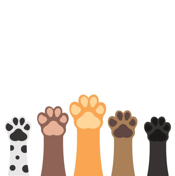 Paws up pets set isolated on white background. Vector illustration. Paws up pets set isolated on white background. Vector illustration. track imprint illustrations stock illustrations