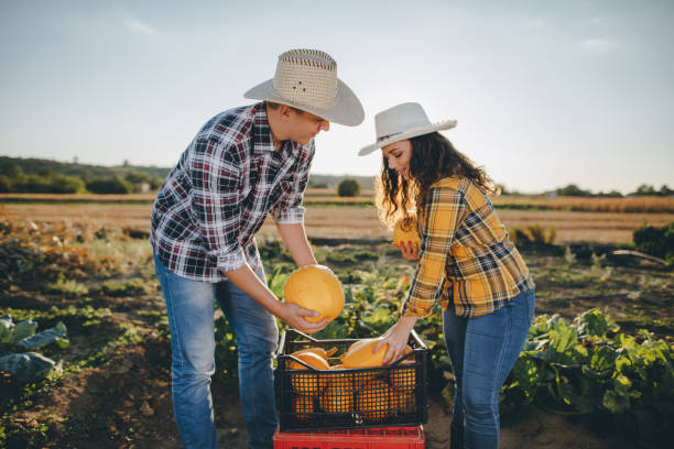 istock Pumpkins on the grow 845335012