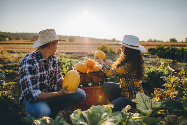 Pumpkins on the grow