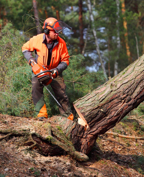 istock The Lumberjack working in a forest. 845338248