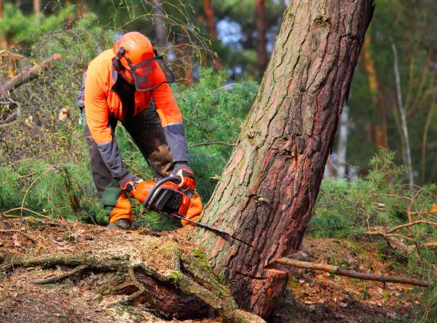 Photo of The Lumberjack working in a forest.