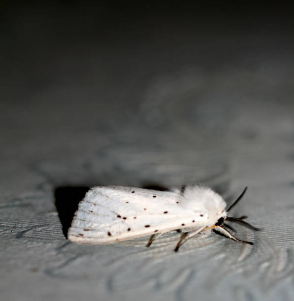 istock White fluffy moth. Insect flying butterfly Macro 845341278