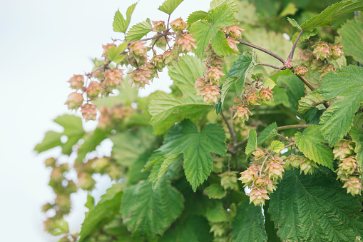 Hop plant, (Humulus lupulus).