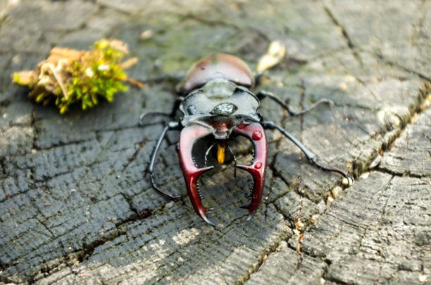 istock A large insect with horns. A terrible beetle. Horizontal frame. 845345468