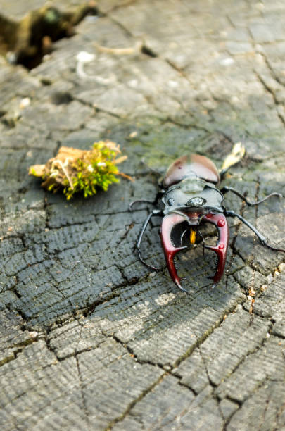 istock A large insect with horns. A terrible beetle. Vertical shot. 845347252