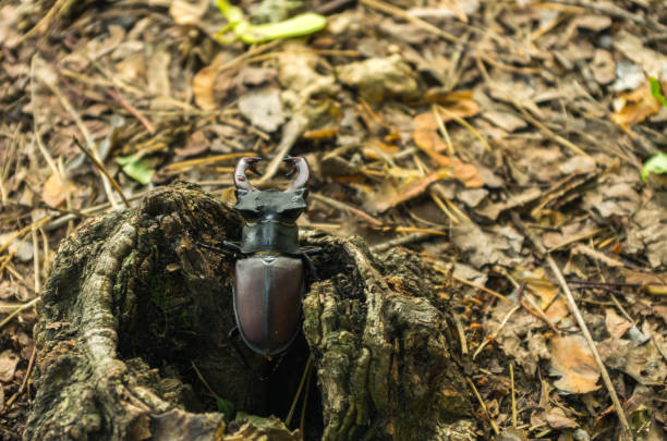 istock Lucanus cervus comes out of a hollow. 845350838