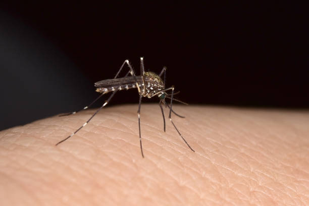 Mosquito bite Asian tiger mosquito, forest mosquito sucking blood – closeup mosquito filled with blood stock pictures, royalty-free photos & images