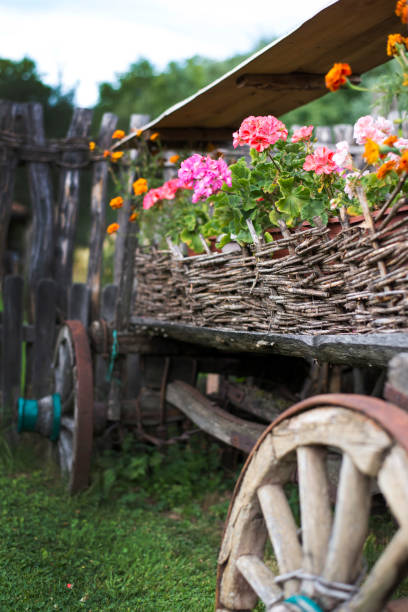 istock old Serbian animal car in a flower 845352014