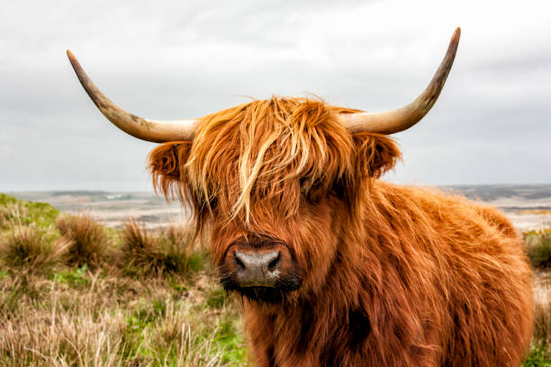 en la cabeza de ganado de tierras altas - cattle highland cattle beef animal fotografías e imágenes de stock