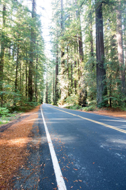 istock Redwood Forest, Humboldt, USA 845357414
