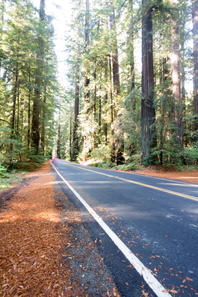 istock Redwood Forest, Humboldt, USA 845357434