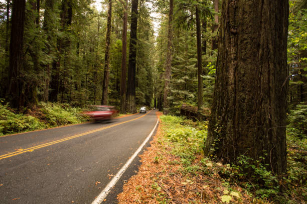 istock Redwood Forest, Humboldt, USA 845357506