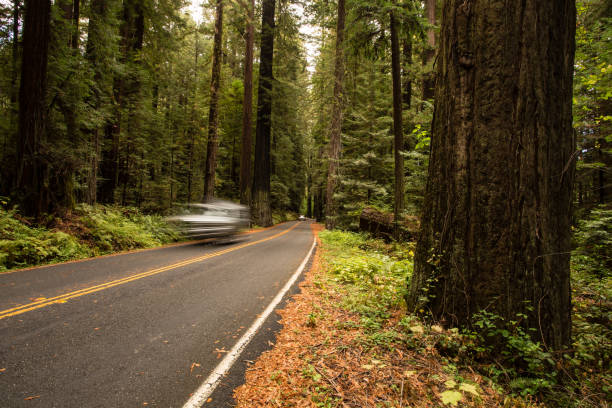 istock Redwood Forest, Humboldt, USA 845357540