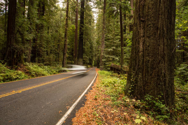 istock Redwood Forest, Humboldt, USA 845357586