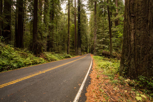 istock Redwood Forest, Humboldt, USA 845357620