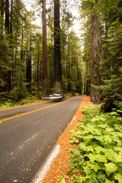 istock Redwood Forest, Humboldt, USA 845357692