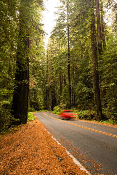 istock Redwood Forest, Humboldt, USA 845357700