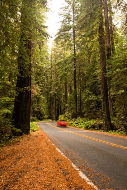 istock Redwood Forest, Humboldt, USA 845357762