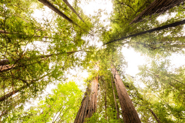 istock Redwood Forest, Humboldt, USA 845357764