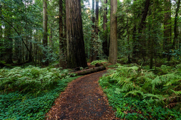 istock Redwood Forest, Humboldt, USA 845357804