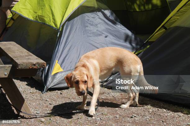 Monet Slechthorend Opera Pack Van Honden Wachten Onder Groene Tent Tijdens De Hondenshow Stockfoto en meer beelden van Bende - Georganiseerde groepen - iStock Monet Slechthorend Opera Pack Van Honden Wachten Onder Groene Tent Tijdens De Hondenshow Stockfoto en meer beelden van Bende - Georganiseerde groepen - iStock