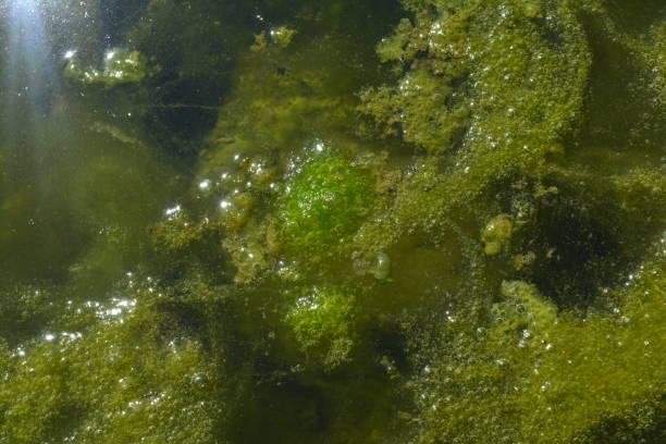 conferva - duckweed photos et images de collection