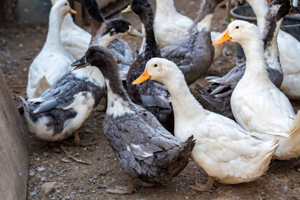 istock Fowl-run with white domestic ducks on a farm 845358790