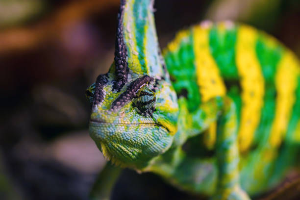 istock Close up Veiled chameleon or Chamaeleo calyptratus 845361658