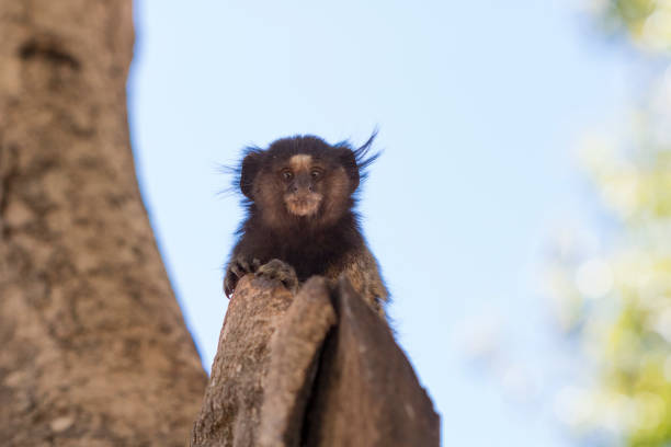Callithrix - Very Common marmoset species in Brazil named \