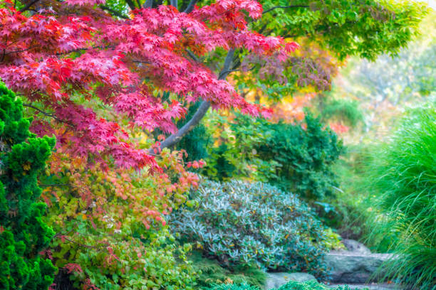 istock Japanese garden in autumn 845370122