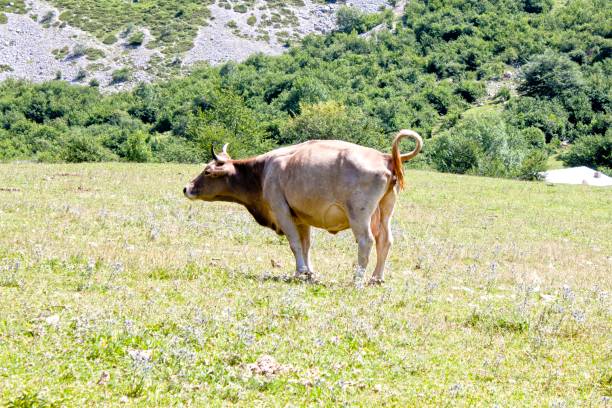 istock cow peeing in a meadow full of grass, Spain 845372754