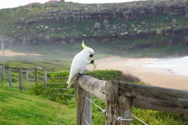 istock Cockatoo eating on a fence 845373088
