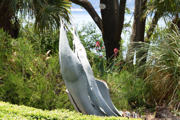 Large agave with trimmed leaves, due to damage caused during a very cold winter