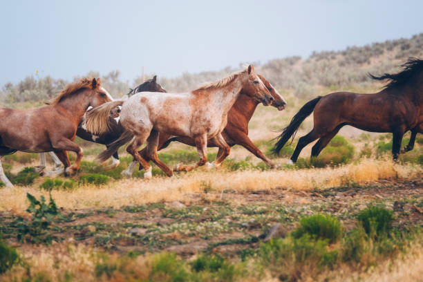 istock Cowboy Lifestyle in Utah 845376252