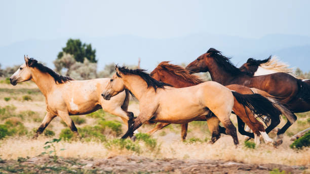 istock Cowboy Lifestyle in Utah 845376314