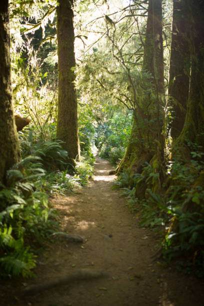 istock Hiking trail on the Oregon Coast 845376720