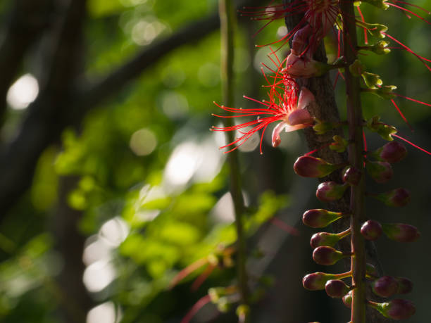 The Tummy-wood Red Flower Hanging in The Garden
