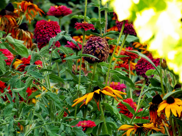 istock A few species of flowers 845384706