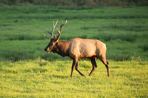 Herd of Elk in Oregon grazing in green grass