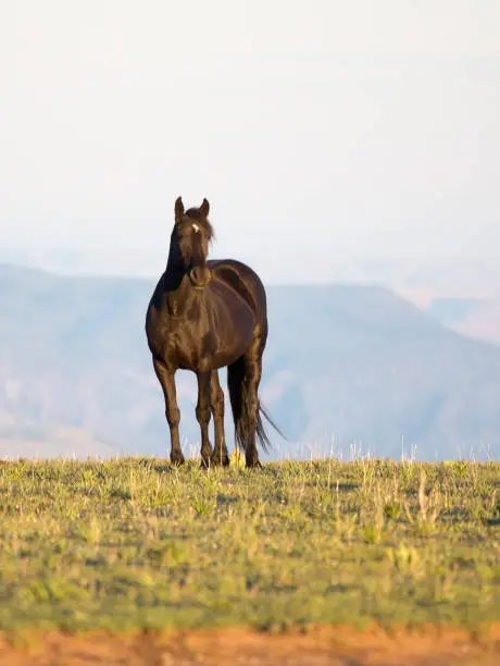 Photo of Pryor Mountain Mustangs